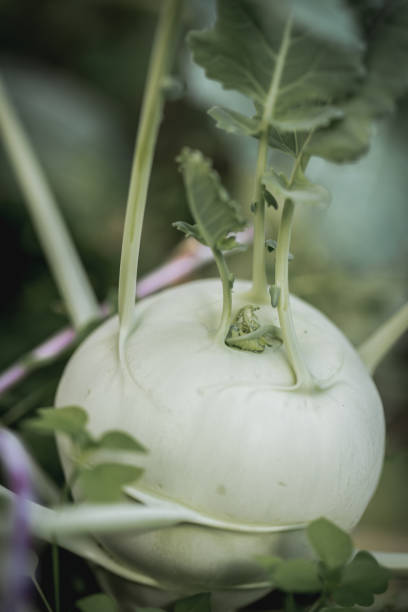 Raw kohlrabi cabage stock photo