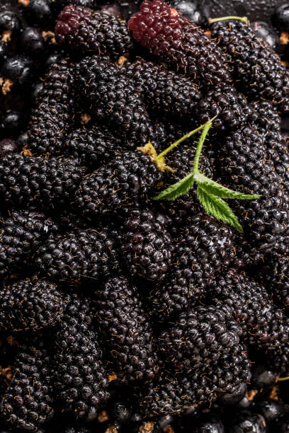 Raw blackberries with black currant stock photo