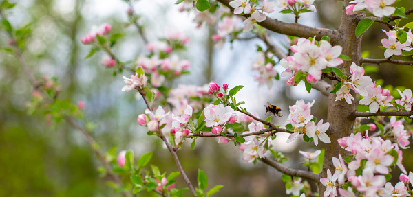 Close-up on bumblebee flying between white-pink tree flowers with copy space.