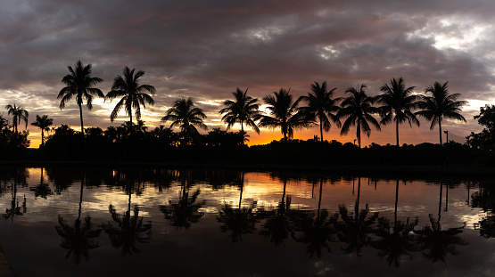 Line silhouettes of palm trees with reflection in lake at orange sunset time, vintage tone.