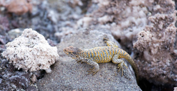 Foto del lagarto Liolaemus fabiani en Atacama - foto de stock
