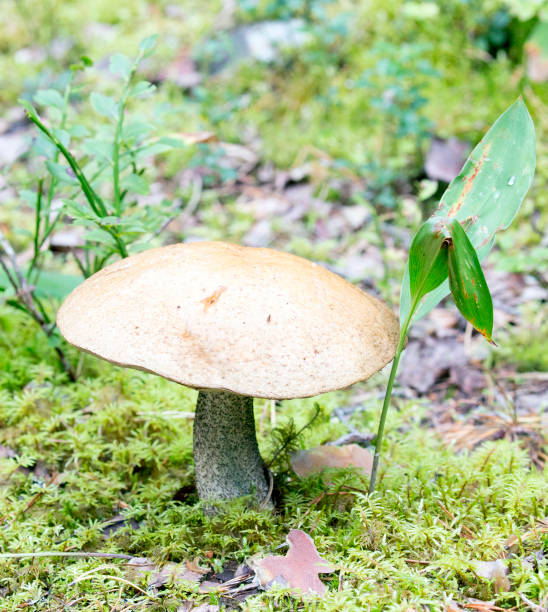 istock View of leccinum mushroom 1488441386