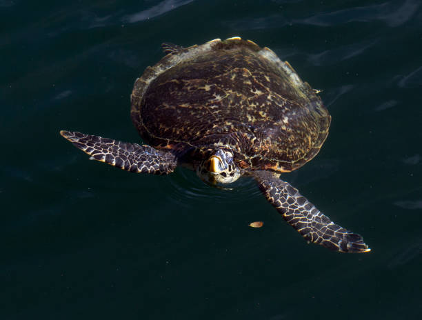 istock View of hawksbill sea turtle 1488441454