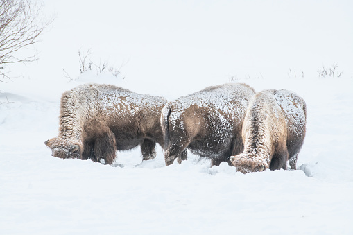 Bison grazing in deep snow in the Yellowstone Ecosystem of western USA, North America. Nearest cities are Denver, Colorado, Salt Lake City, Jackson, Wyoming, Gardiner, Cooke City, Bozeman and Billings, Montana.