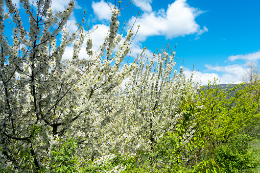 Blooming apple tree and dance of light in nature.