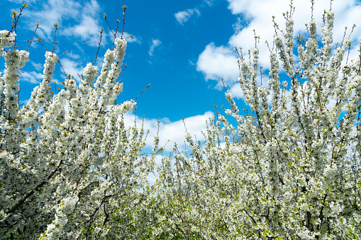 Blooming apple tree and dance of light in nature.