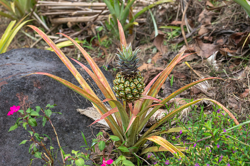 Young plant of ananas fruit, almost mature in a garden.