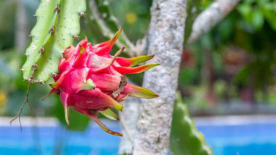 Dragon fruit on its cactus, almost mature in a garden.