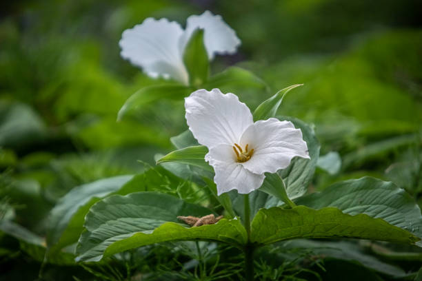 Michigan Trillium Spring Flower