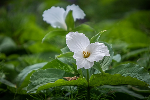 The great white trillium are among the first flowers to appear in spring.