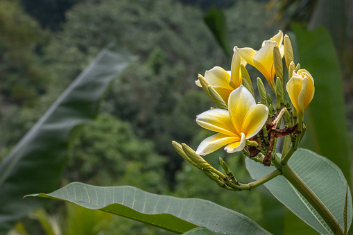 A beautiful tree of frangipani in a garden in Bali.