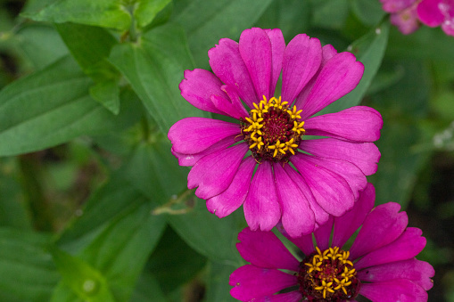 A beautiful Zinnia from the Asteraceae family in a garden in Bali.