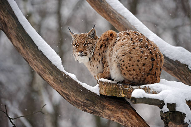 istock Beautiful wild lynx in winter 148844434