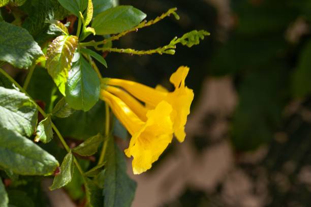 istock Blossom of a yellow trumpet, Tecoma stans 1488444937