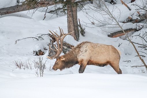 Large Bull Elk grazing in deep snow in the Yellowstone Ecosystem in western USA, in North America. Nearest cities are Denver, Colorado, Salt Lake City, Jackson, Wyoming, Gardiner, Cooke City, Bozeman and Billings, Montana.