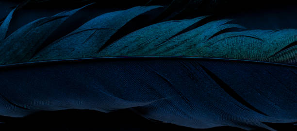 istock bird magpies feather, blue background 1488446225