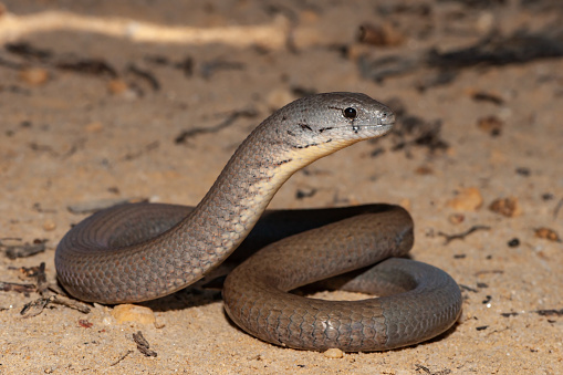 Australian Common Scaly-foot Legless Lizard showing regenerated tail