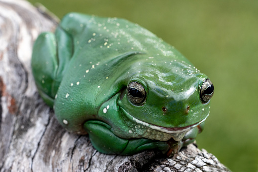 Australian Green Tree Frog resting on log