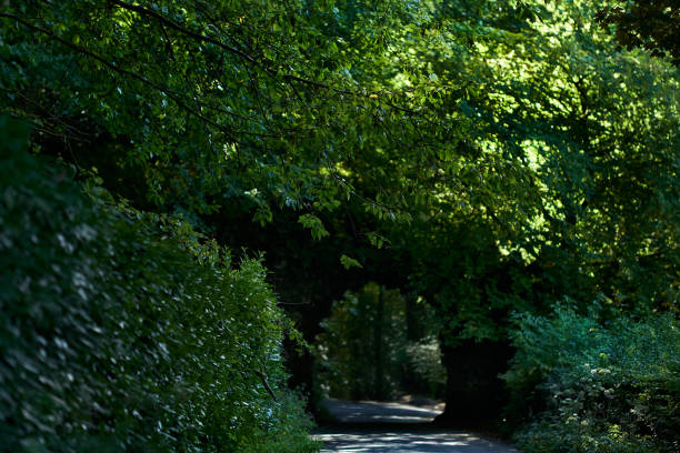 istock A tunnel in the forest, Stourhead, England 1488448995