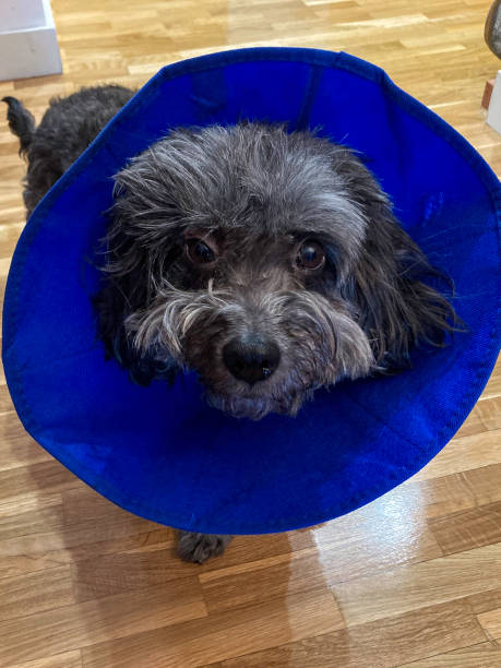 istock Sad furry pet with a recovery collar, cone, looking tenderly at the camera. 1488449092