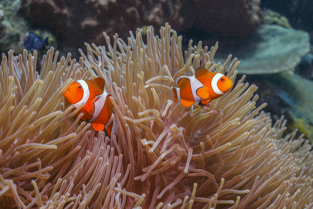 istock cellaris clownfish,Amphiprion ocellaris,a 1488449321