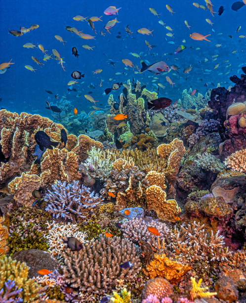 istock Coral reef South Pacific 1488449390