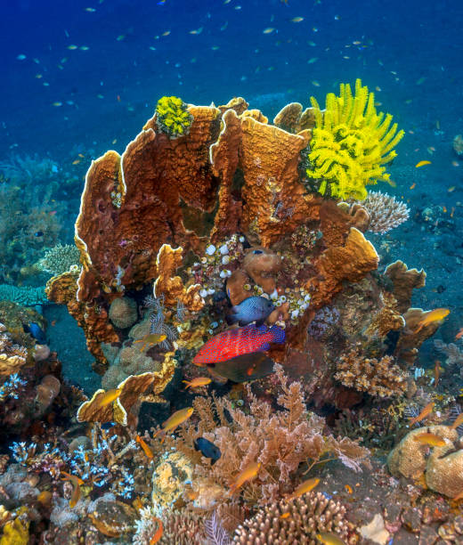 Coral reef South Pacific stock photo