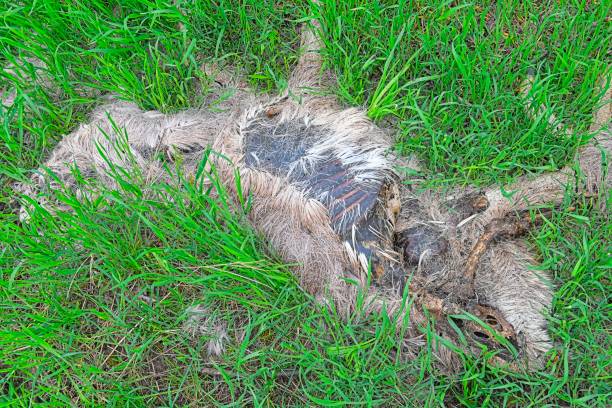 The remains of a dead deer. The remains of a dead fawn. stock photo