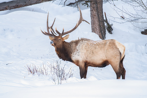 Large Bull Elk grazing in deep snow stops to look in the Yellowstone Ecosystem in western USA, in North America. Nearest cities are Denver, Colorado, Salt Lake City, Jackson, Wyoming, Gardiner, Cooke City, Bozeman and Billings, Montana.