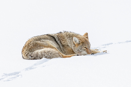 Coyote lying in a snowy field sleeping in the Yellowstone Ecosystem in western USA, North America. Nearest cities are Denver, Colorado, Salt Lake City, Jackson, Wyoming, Gardiner, Cooke City, Bozeman and Billings, Montana.