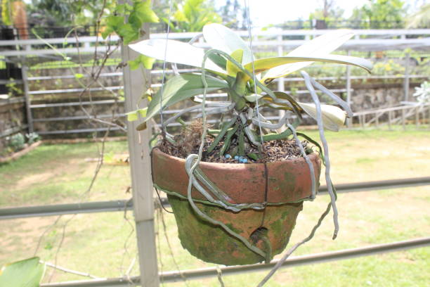 istock Beautiful ornamental plants in garden 1488455285