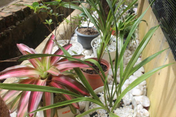 istock Ornamental plants in the garden 1488455912