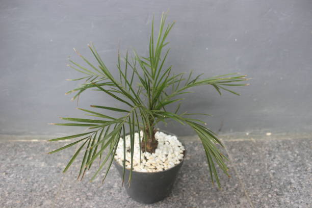 istock Phoenix palm bonsai ornamental plant 1488456048
