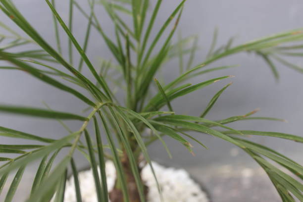 istock Phoenix palm bonsai ornamental plant 1488456067
