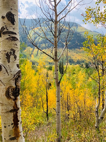 Colorado Aspen Trees