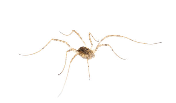istock Opiliones known as Harvestmen, harvesters or daddy longlegs isolated on white background, Dasylobus sp. 1488456208