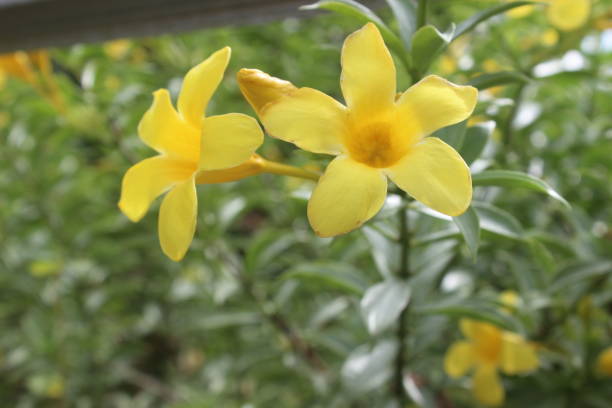 istock Allamanda cathartica flower 1488456234