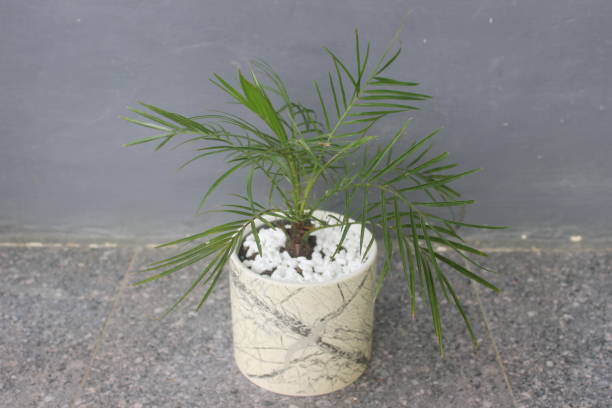 istock Phoenix palm bonsai ornamental plant 1488456276