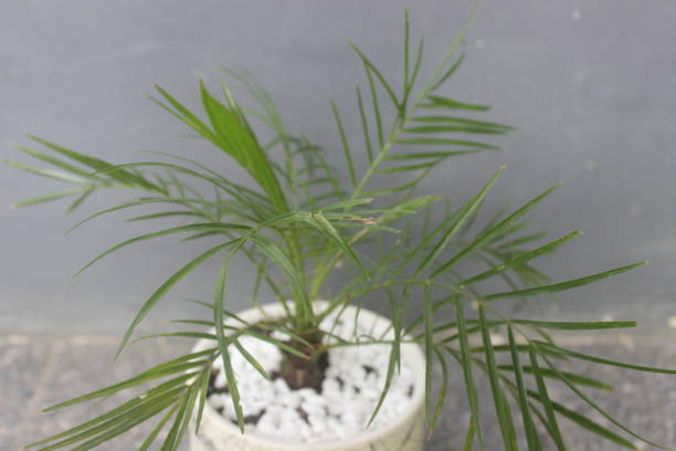 istock Phoenix palm bonsai ornamental plant 1488456277