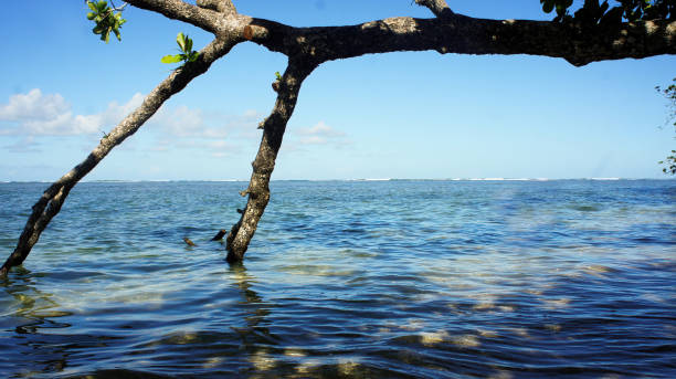 istock Paradise beach in the Panamanian Caribbean 1488462128