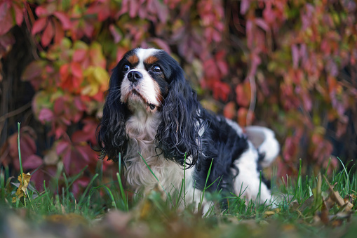 Tricolor Cavalier King Charles Spaniel dog posing outdoors standing on a green grass next to a red Virginia creeper plant in autumn