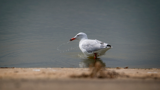 Seagull by Lake Albert in Meningie South Australia