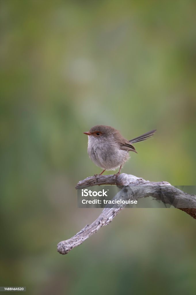 Young Superb Fairy Wren Female Superb Fairy Wren (Malurus cyaneus) perched on a branch Animal Stock Photo