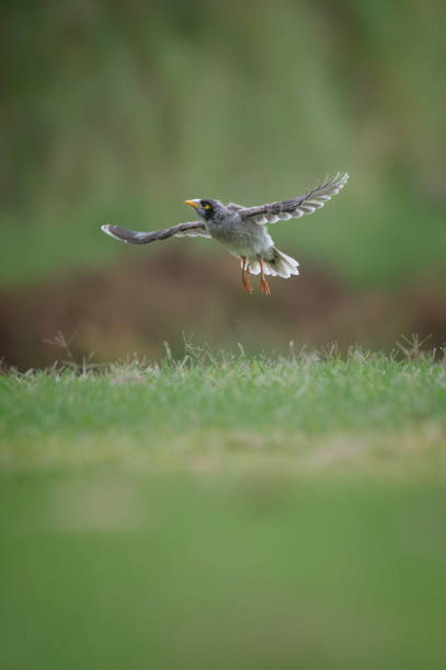 istock Noisy Miner (Manorina melanocephala 1488464680