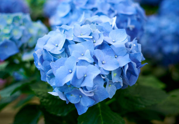 istock Blue hydrangeas blooming in the garden 1488464732