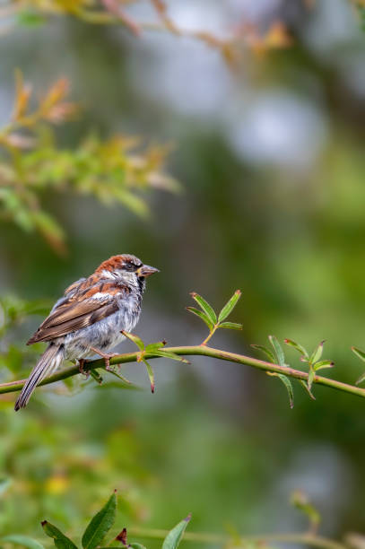 istock Baby Sparrow (Rafinesque Passeridae) 1488464835
