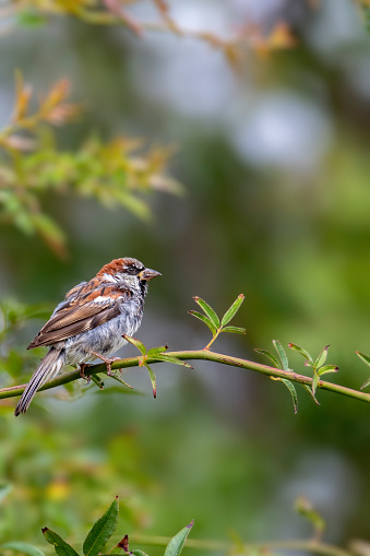 Juvenile Common House Sparrow perched on a branch