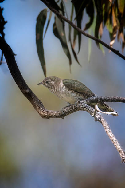 istock The shining bronze cuckoo (Chrysococcyx lucidus) 1488465060