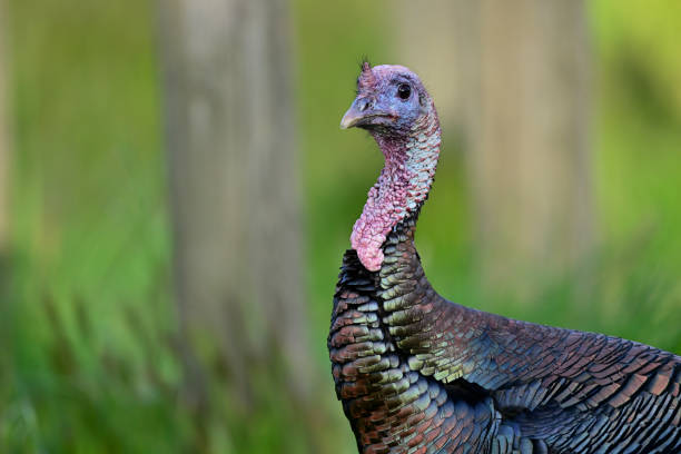 istock Wild Turkey - Meleagris gallopavo 1488468215