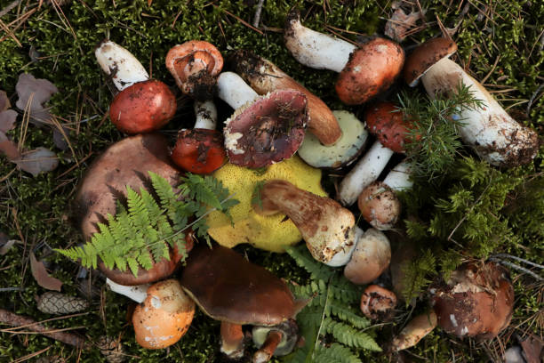 istock Many different fresh forest mushrooms on grass, top view 1488468394